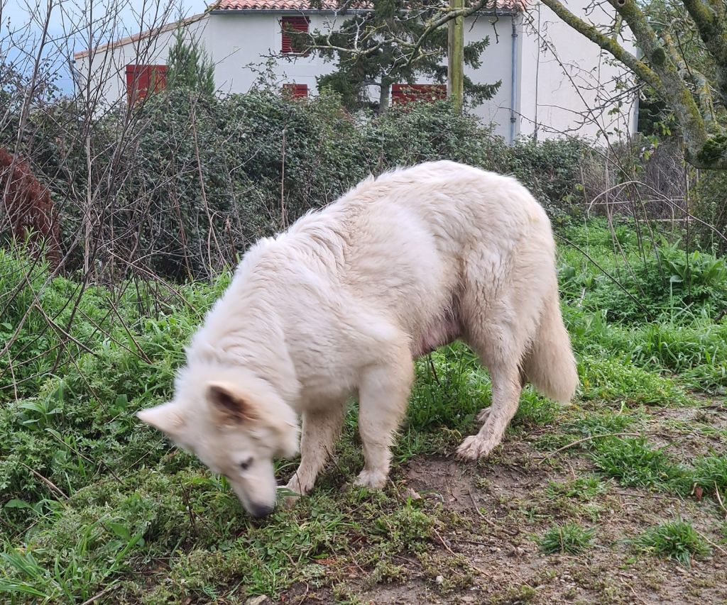 Plume Du Domaine Des Beautés Divines