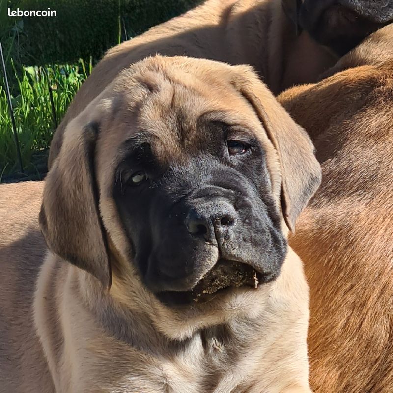 du Clos de l'Auguste - Chiot disponible  - Mastiff