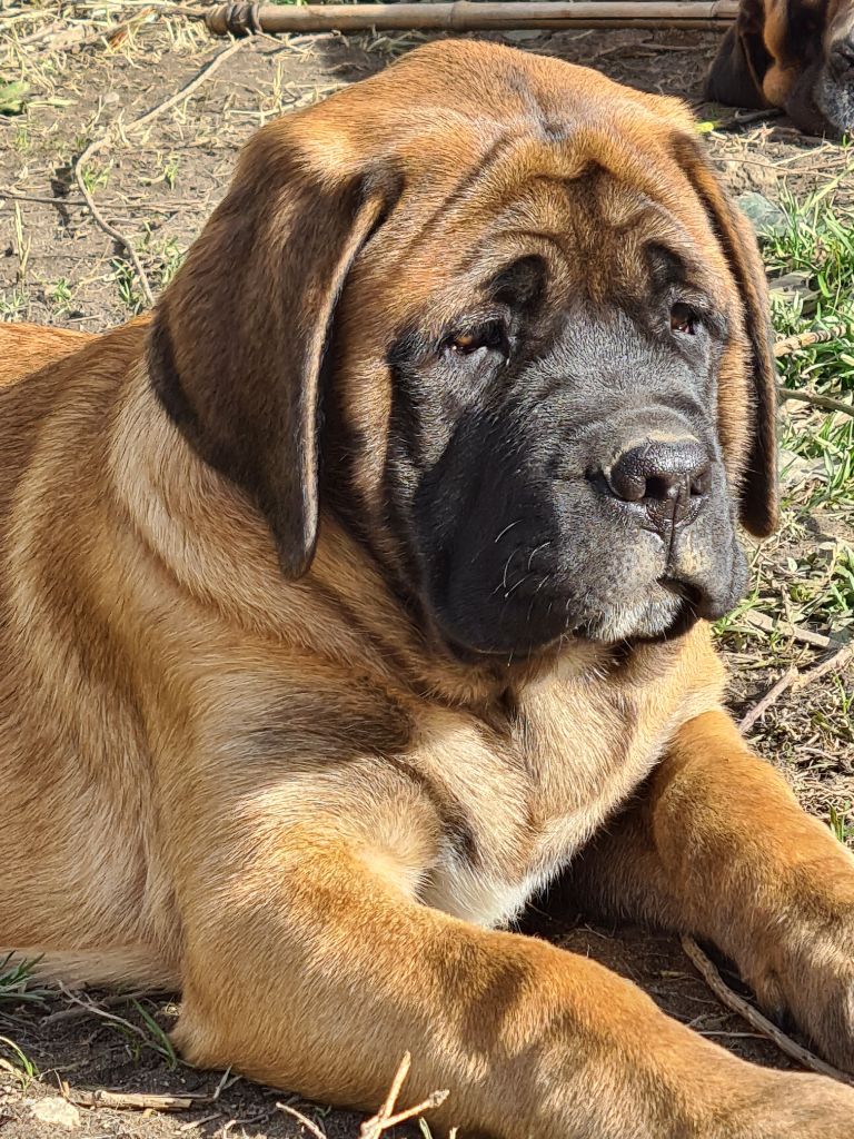 du Clos de l'Auguste - Chiot disponible  - Mastiff