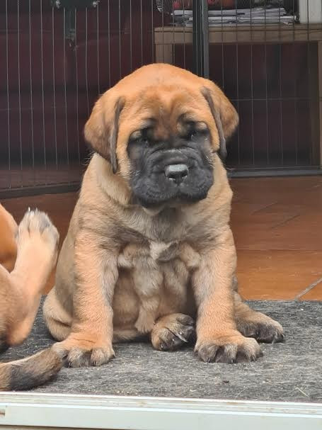 du Clos de l'Auguste - Chiots disponibles - Mastiff