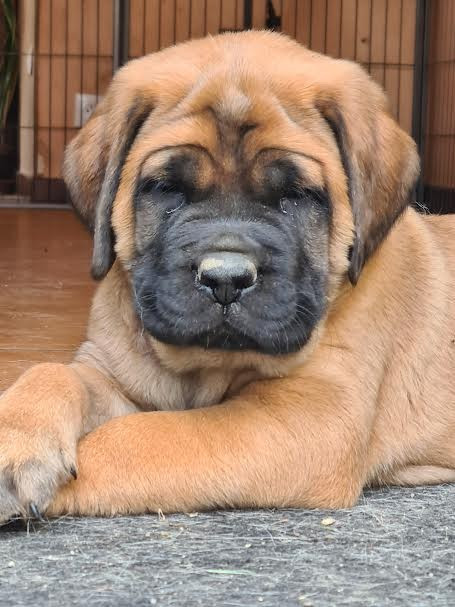 du Clos de l'Auguste - Chiots disponibles - Mastiff