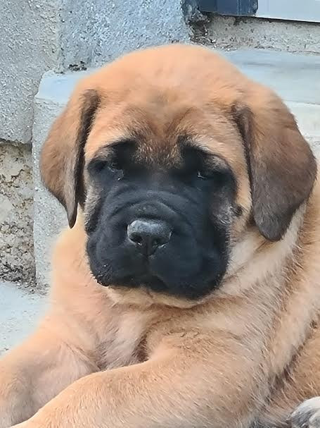 du Clos de l'Auguste - Chiots disponibles - Mastiff