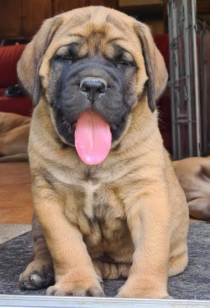 du Clos de l'Auguste - Chiots disponibles - Mastiff