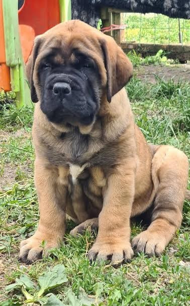 du Clos de l'Auguste - Chiots disponibles - Mastiff