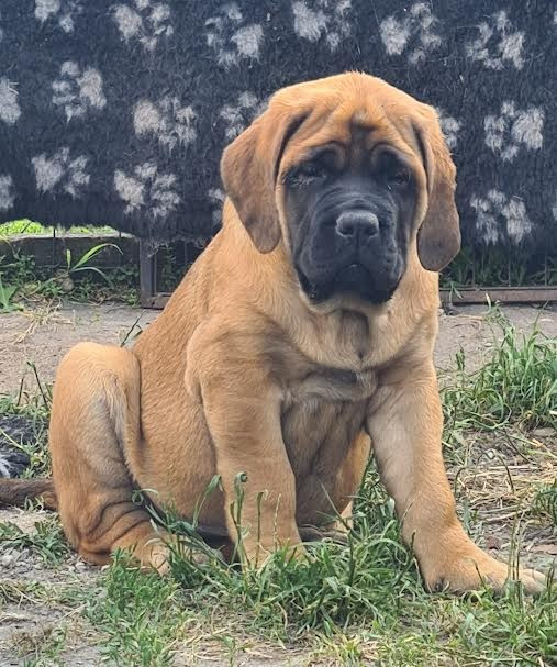 du Clos de l'Auguste - Chiots disponibles - Mastiff