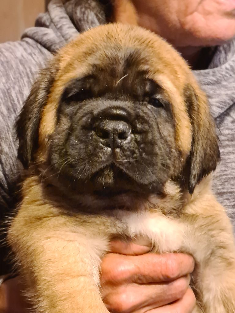 du Clos de l'Auguste - Chiots disponibles - Mastiff